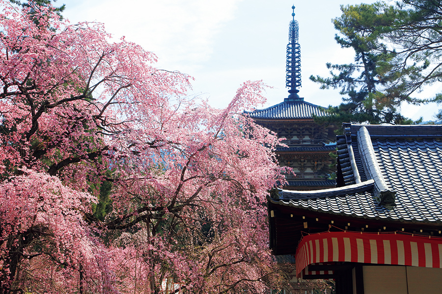 春の特別拝観で花を愛でる。