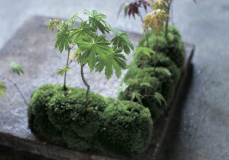 瑞々しい「御土居のもみじ」。