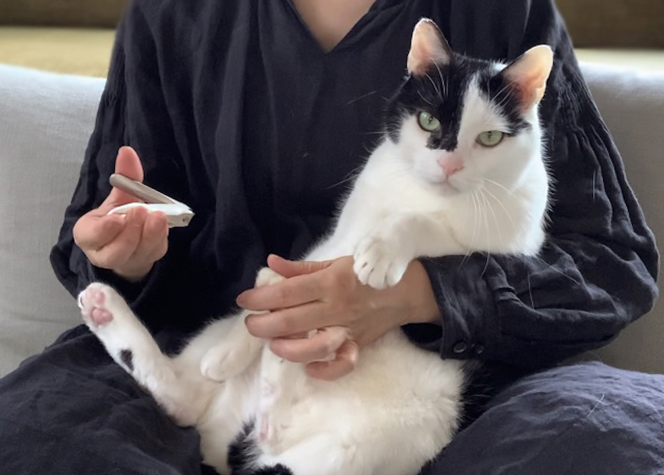 えいた 保護猫