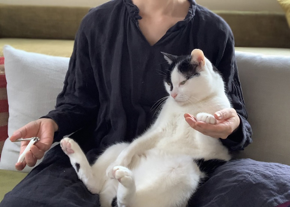 えいた 保護猫