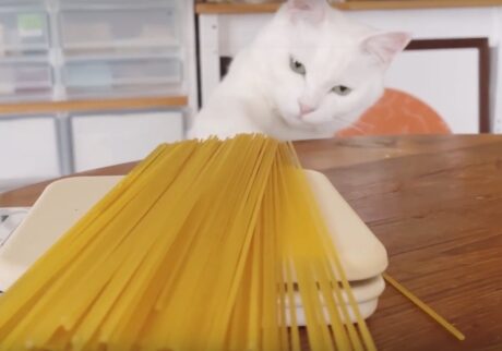八丁 しろねこ