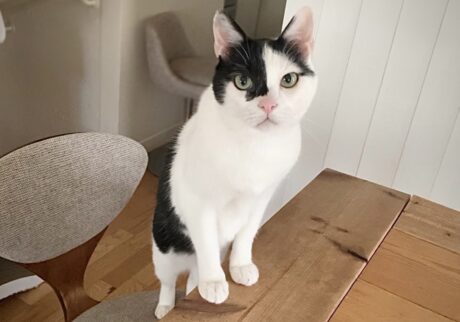 LOISIR 前田敬子 えいた 保護猫