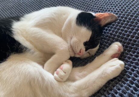 LOISIR 前田敬子 えいた 保護猫