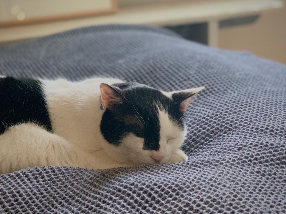 LOISIR 前田敬子 えいた 保護猫