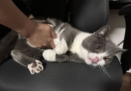 もく