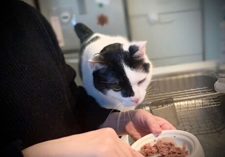 LOISIR 前田敬子 えいた 保護猫