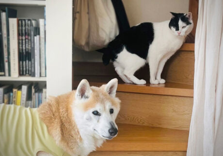 〈LOISIR〉デザイナー・前田敬子による、保護猫・えいたと暮らす日常。