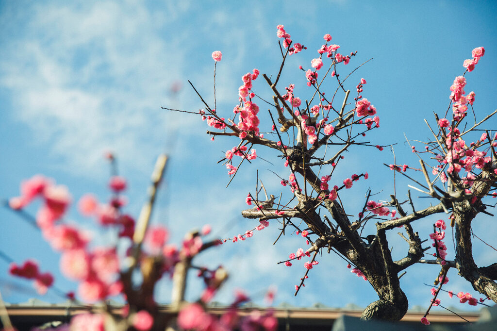 街を歩いていて、季節の草花を目にすることも多い。京料理のもてなしは、移ろう四季を部屋に取り込んでいる。食の京都を、暮らすように旅する。京都さんぽ部だより お出かけ編「宇治と京都の和食」食の京都 京都観光 京料理 和食 宇治茶 日本茶 京野菜
