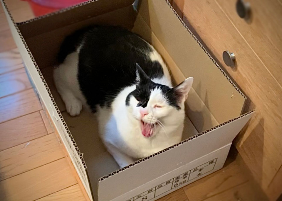 〈LOISIR〉デザイナー・前田敬子による、保護猫・えいたと暮らす日常。