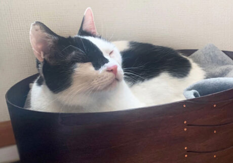 〈LOISIR〉デザイナー・前田敬子による、保護猫・えいたと暮らす日常。