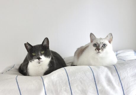 ねこの日は、仲良く香箱座りで。【おそばとはに、のんびり師弟ライフ。vol.21】