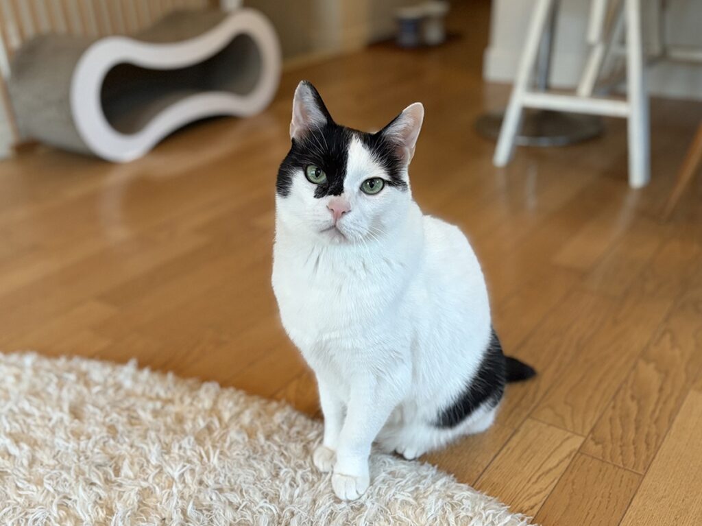 【〈LOISIR〉デザイナー・前田敬子による、保護猫・えいたと暮らす日常。 vol.74】白黒猫
