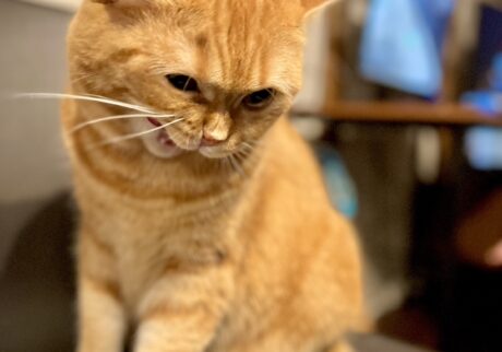 ヒール顔、チラ見せ。茶トラ ハナ